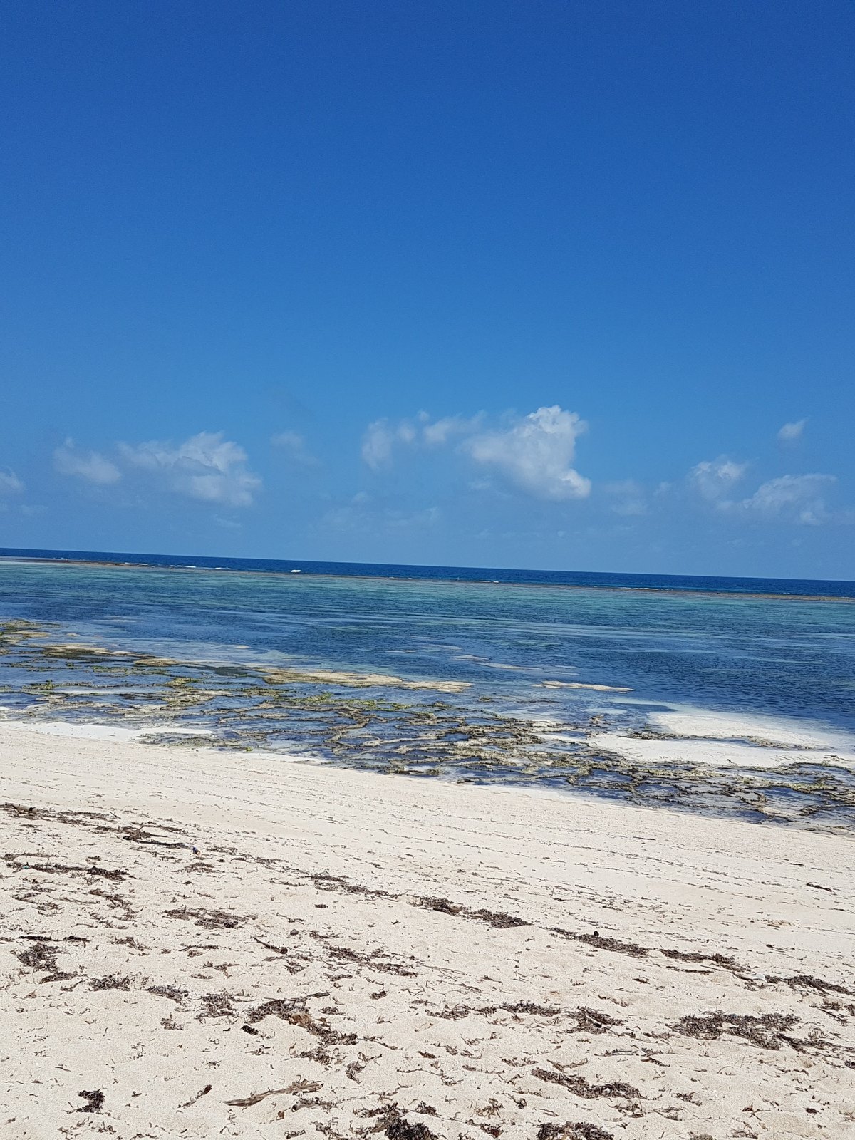 Chondrus Crispus seaweed on the Kenyan coast